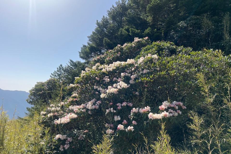 合歡山東峰高山杜鵑盛開成浪漫花海，南投林區管理處表示，即日起至6月15日止，假日上午6至11點實施高乘載管制。   圖：翻攝自南投林區管理處官網