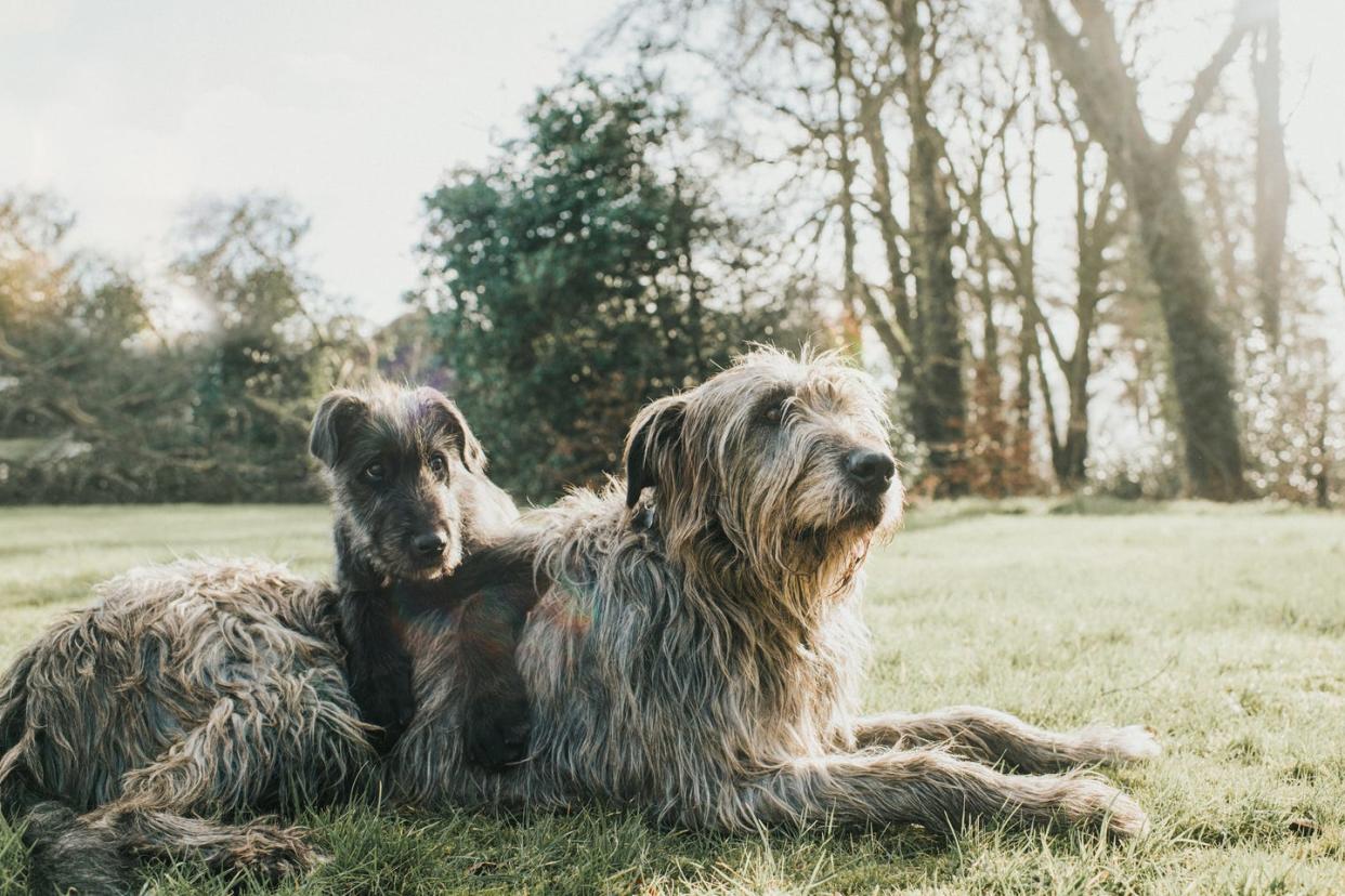 tallest dog breeds