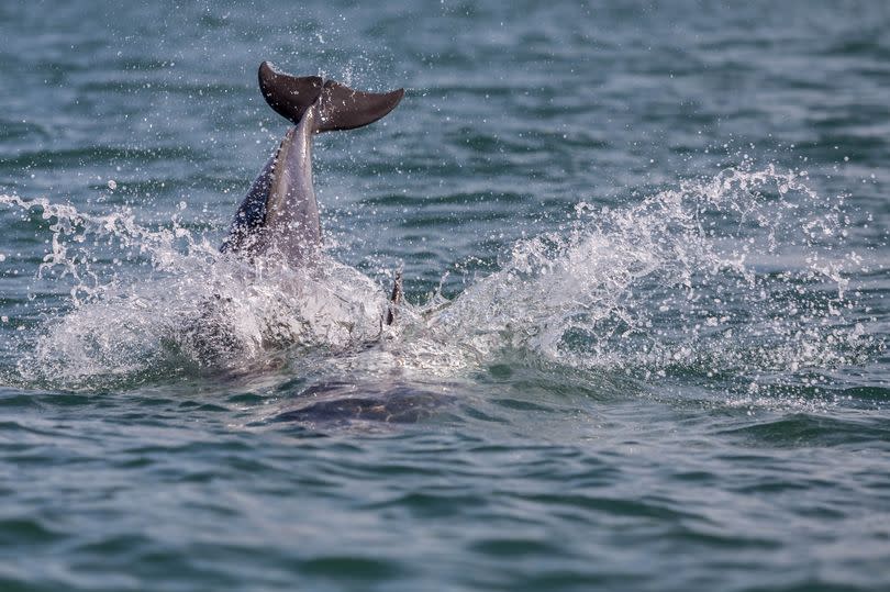 Dolphins swimming in Cardigan Bay