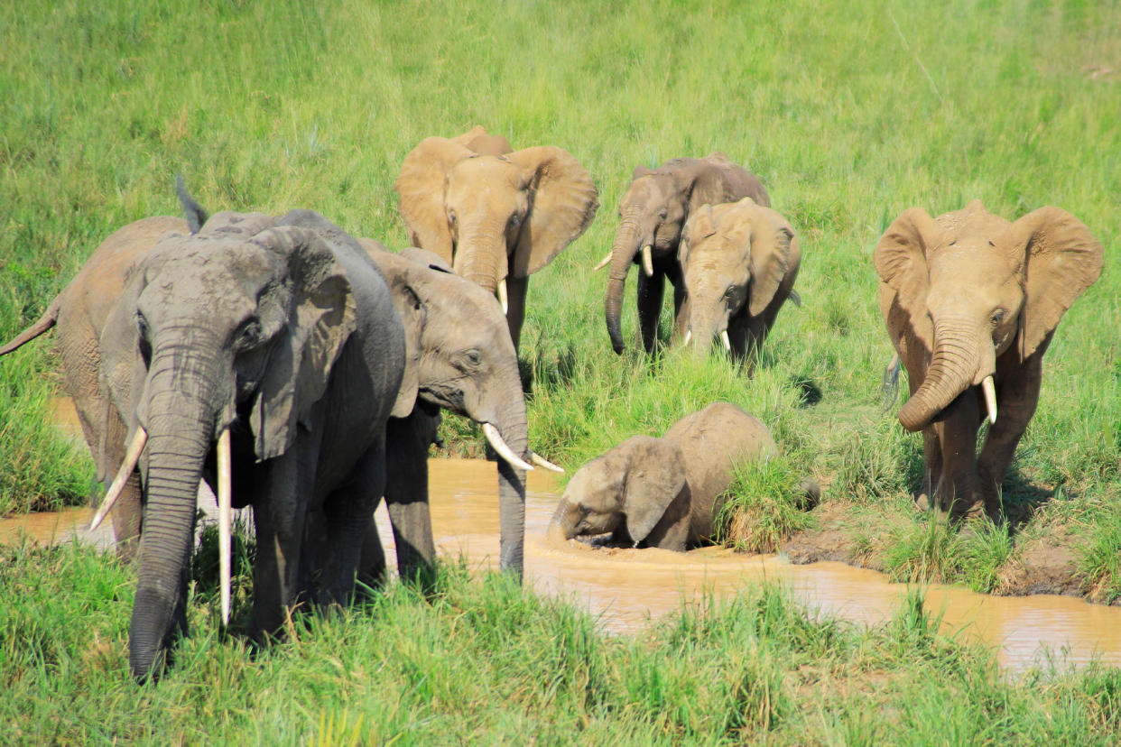 Elephants migrate across great distances in search of suitable seasonal conditions. Clinton Mwebaze/WCS