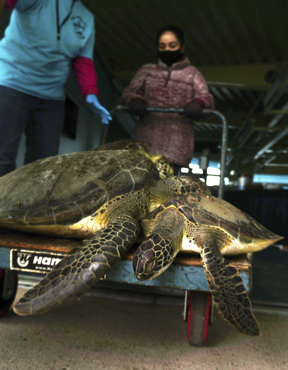 A volunteer gently transports cold stunned sea turtles Tuesday, Feb. 16, 2021 into the recovery area at the South Padre Island Convention Center on South Padre Island. (Miguel Roberts/The Brownsville Herald via AP)