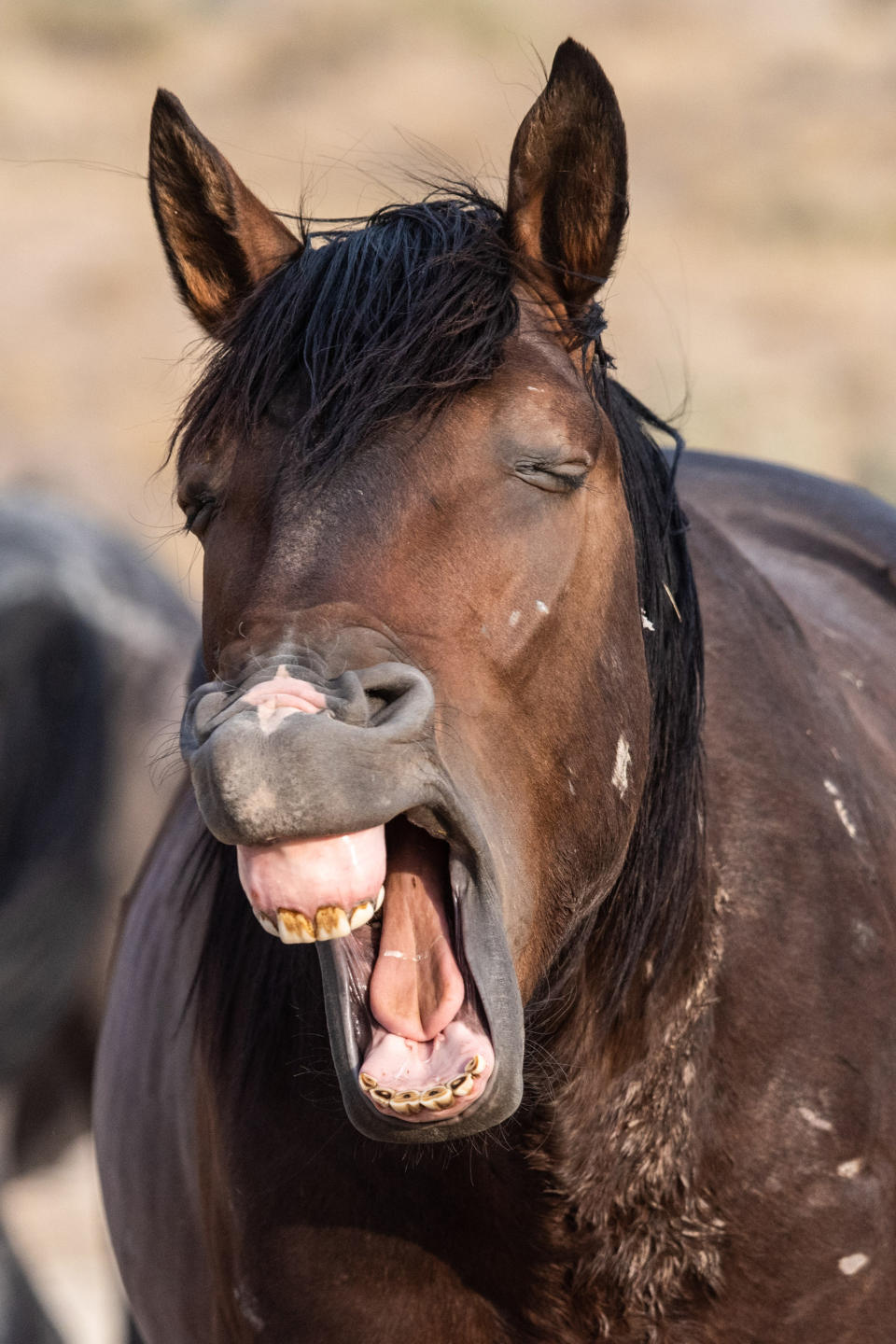 This wild stallion looks like it's yawning. (Photo: Jami Bollschweiler/Mercury Press/Caters News)