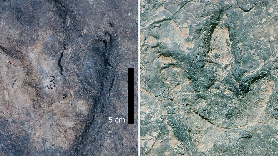 Two dinosaur tracks in Koum Basin in Cameroon were formed 120 million years ago. - Southern Methodist University