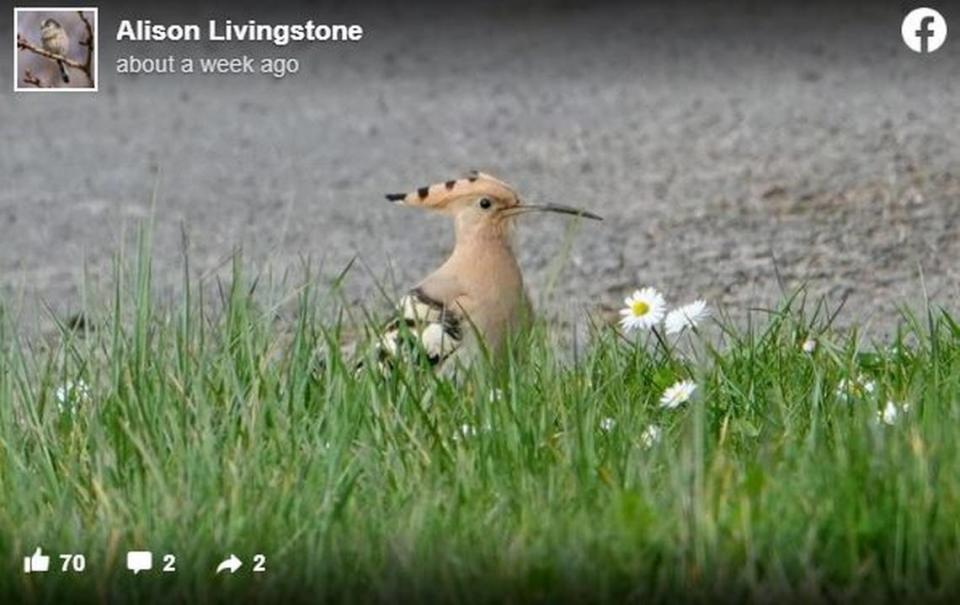 The hoopoe spent a few days in a Northern Ireland neighborhood before taking off again.