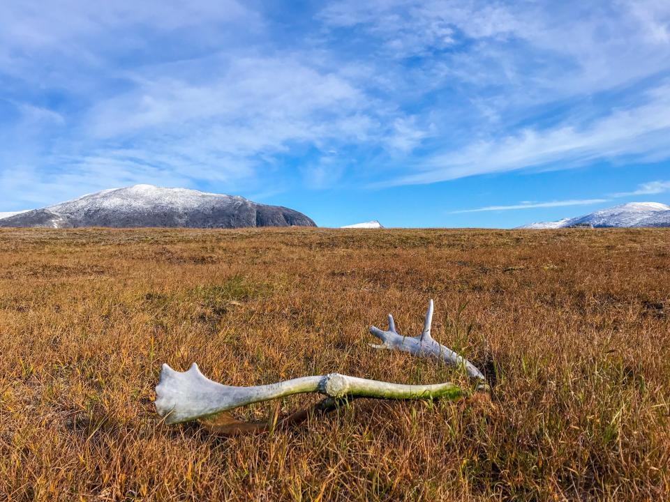 a large antler in a field of grass