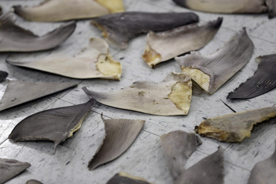 FILE - Confiscated shark fins are shown during a news conference, on Feb. 6, 2020, in Doral, Fla. An international conference on trade in endangered species ended Friday, Nov. 25, 2022, in Panama, with protections established for over 500 species. (AP Photo/Wilfredo Lee, File)
