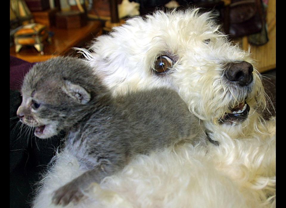Blondie, a bichon dog, looks at her adopted ten day old kitten, Yako, which was found in a rubbish bin, in Rabat 24 April 2001. Although the dog has had no pups of her own, she has no trouble feeding the kitten.  (A DA/AFP/Getty Images)