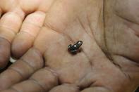 <p>This Cuban native, also known as Eletherodactylus Iberia, is the <a href="https://mol.org/species/Eleutherodactylus_iberia" rel="nofollow noopener" target="_blank" data-ylk="slk:smallest living frog in the Northern Hemisphere;elm:context_link;itc:0;sec:content-canvas" class="link ">smallest living frog in the Northern Hemisphere</a>, according to Map of Life. This endangered species only reaches about .39 inches (for perspective, a dime is about .7 inches). </p>