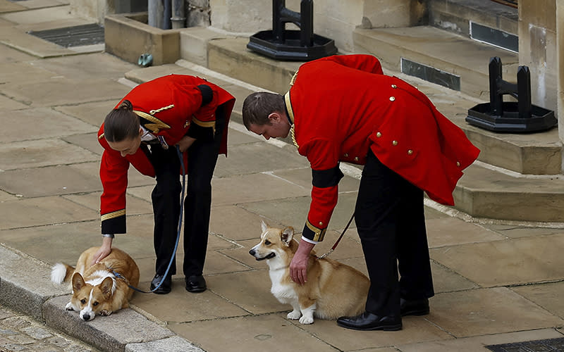 The royal corgis await the cortege on the day of the state funeral of Queen Elizabeth II