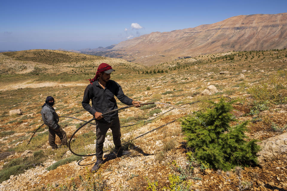 Workers water Lebanese cedar trees in open land 2,400 meters above sea level as part of a forestation initiative, in the northeast mountain town of Bcharre, Lebanon, Saturday, Aug. 5, 2023. For Lebanon's Christians, the cedars are sacred, these tough evergreen trees that survive the mountain's harsh snowy winters. They point out with pride that Lebanon's cedars are mentioned 103 times in the Bible. (AP Photo/Hassan Ammar)