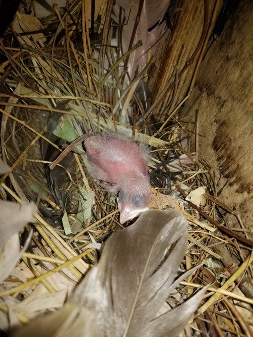 This photo of a recently hatched Bali myna was taken earlier this month at the Topeka Zoo.