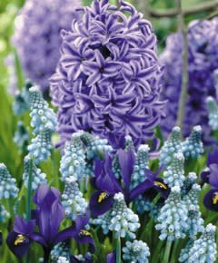 Hyacinth