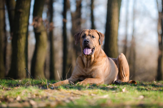 Dangerous dogs UK: Four banned breeds of dogs that can land you a