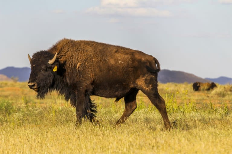 At El Uno ranch in Chihuahua state, Mexico, American bison, also known as buffalo, live in semi-capitivity with the goal of maintaining a genetically pure lineage of the species