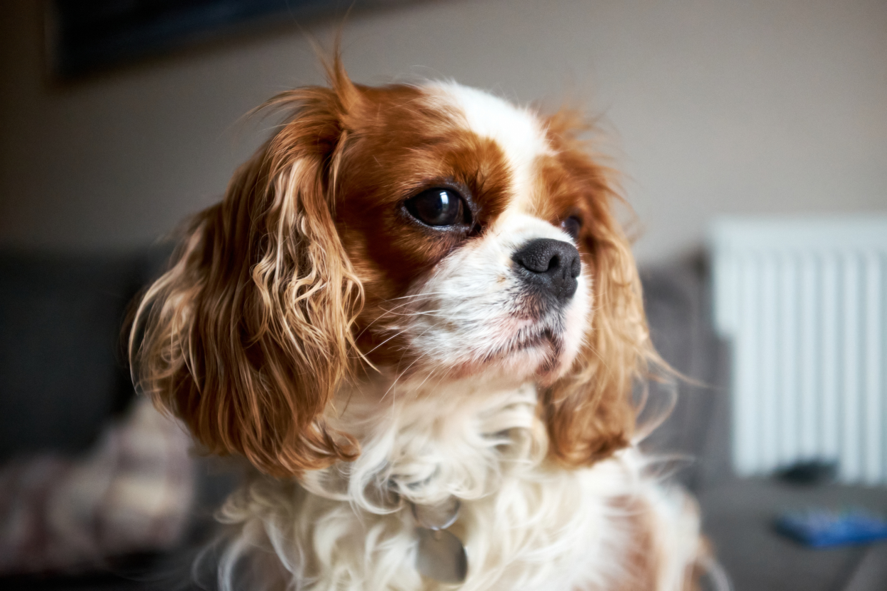 Closeup of Cavalier King Charles Spaniel at Home