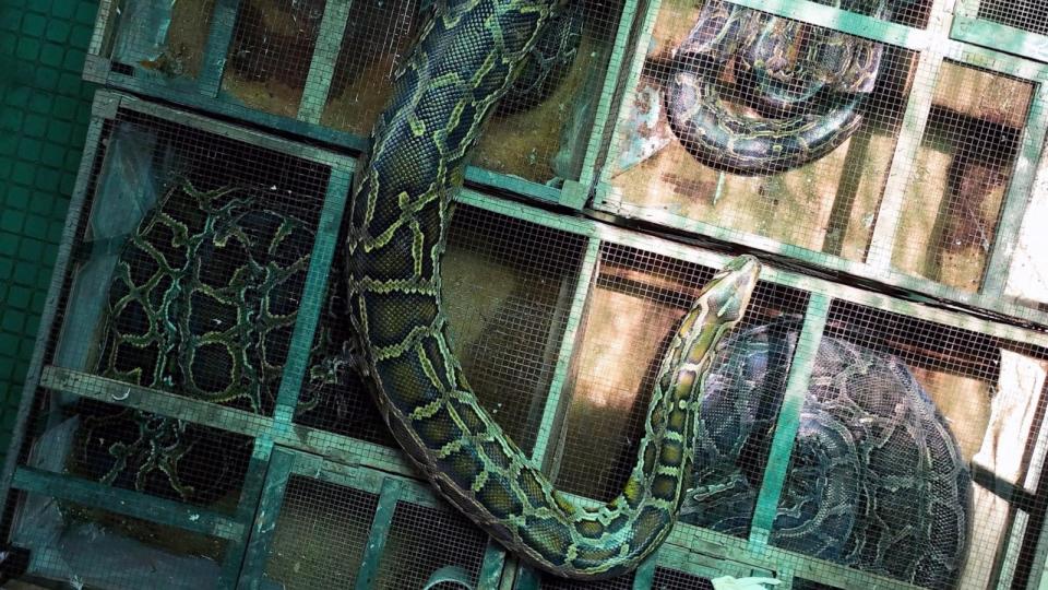 PHOTO: Scientists observed python farms in Thailand and Vietnam over a 12-month period to determine whether snake meat would be a more sustainable source of meat. (People for Wildlife)