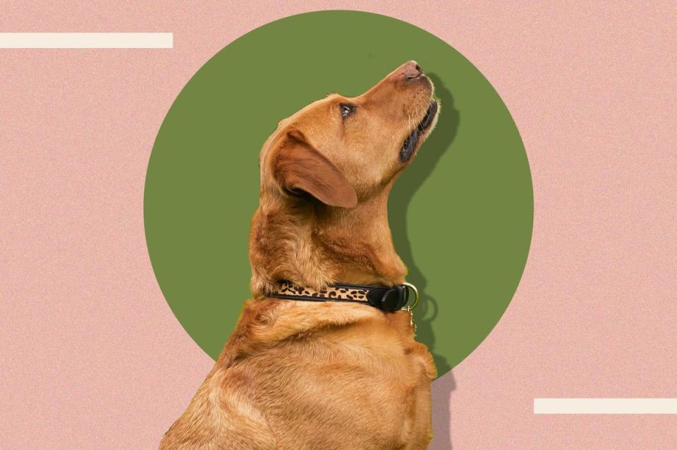 We tried out the collars on two very different dogs – a Bedlington terrier and an enormous Rhodesian Ridgeback (The Independent)