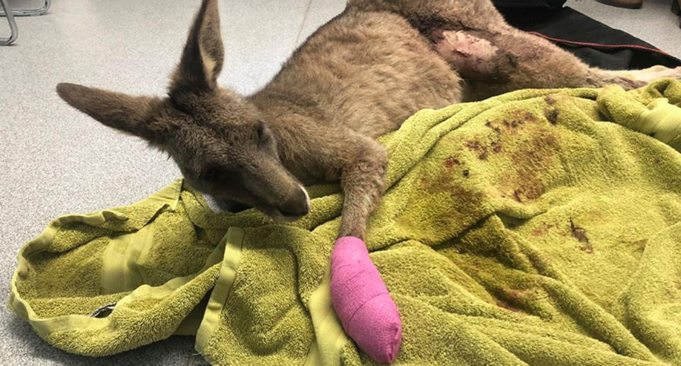 The roo was taken to Essendon Fields Animal Hospital for treatment. Source: Five Freedoms Animal Rescue/ Facebook