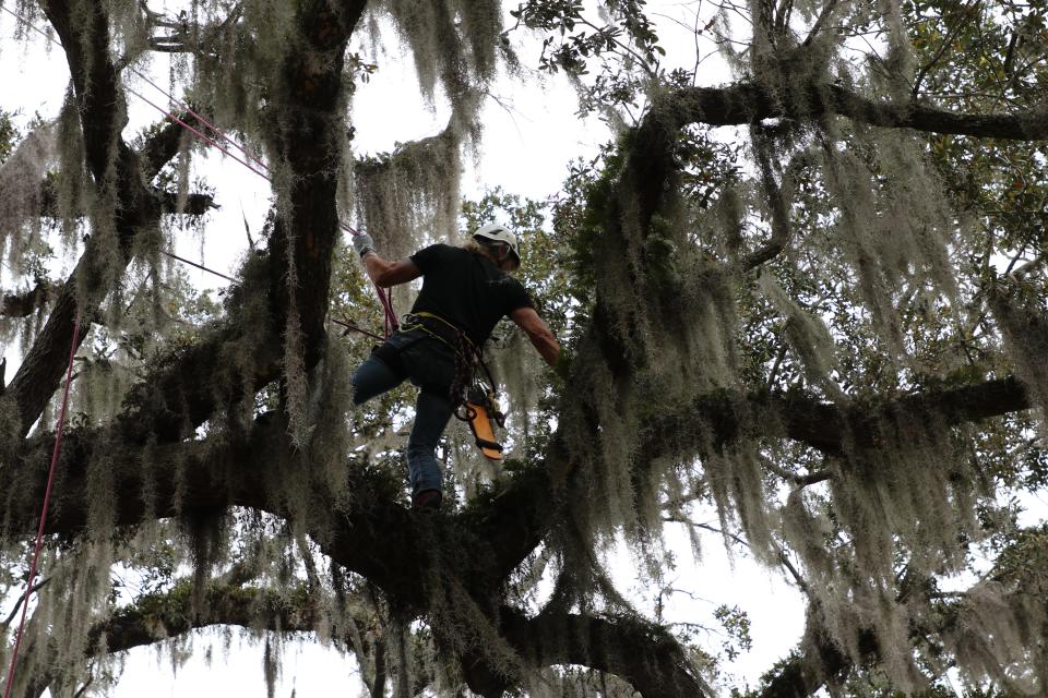 A member of the nonprofit Archangel Ancient Tree Archive climbing "Big Tree," a more than 400-year-old southern live oak in Orlando, Fla., in order to take samples and eventually clone the massive tree and have it replanted in its native environment.