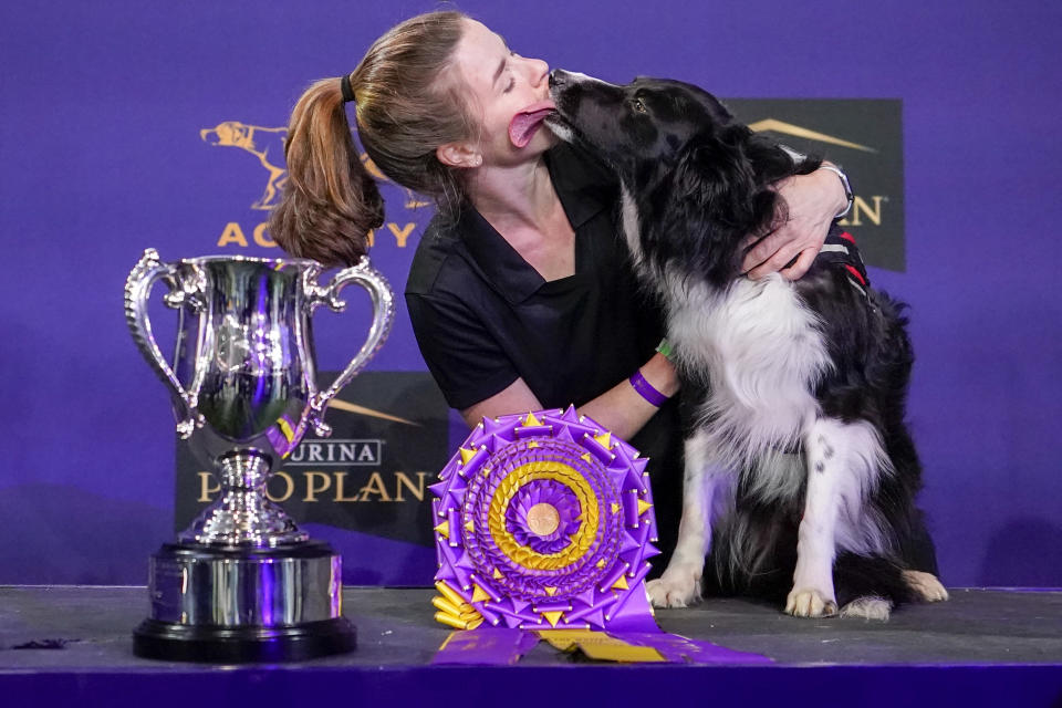 Verb, a border collie, licks his handler Perry DeWitt while posing for photographers after winning the agility competition at the Westminster Kennel Club dog show in Tarrytown, N.Y., Friday, June 11, 2021. Verb has zoomed and not the virtual way to a second-time win in the Westminster Kennel Club dog show's agility contest. Verb and handler Perry DeWitt of Wyncote, Pennsylvania, also won the title in 2019. (AP Photo/Mary Altaffer)