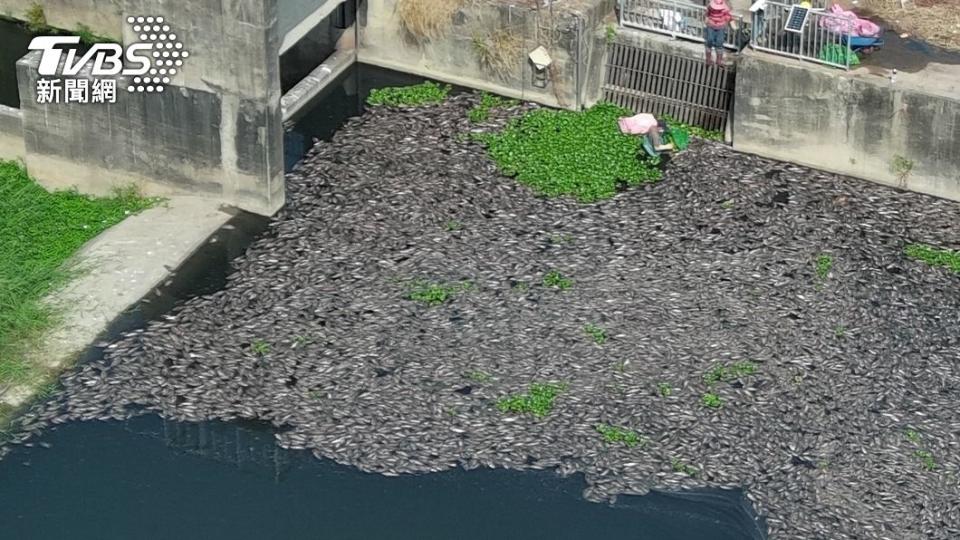 魚群屍體漂到立仁橋下游右岸的農田灌溉取水口。（圖／環保局提供）