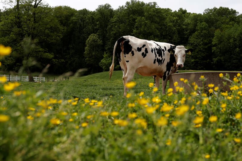 FILE PHOTO: A dairy cow is seen at the South Mountain Creamery farm in Middletown