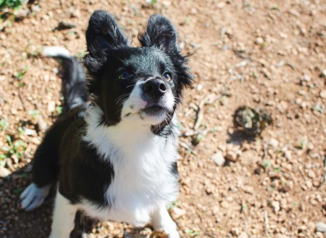 Border Collie Names