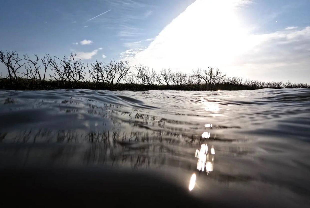 Dead mangroves line a salt marsh near Aransas Pass on April 18, 2024.