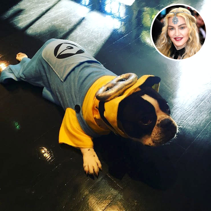 <p>The Queen of Pop transformed her pooch into a Minion for the spookiest day of the year. She captioned it, “Happy Halloween from Gypsy,” but we’re not so sure that’s what Gypsy was thinking! (Photo: <a rel="nofollow noopener" href="https://www.instagram.com/p/BMPO70bh_Wz/?taken-by=madonna" target="_blank" data-ylk="slk:Instagram;elm:context_link;itc:0;sec:content-canvas" class="link ">Instagram</a>/Getty Images) </p>