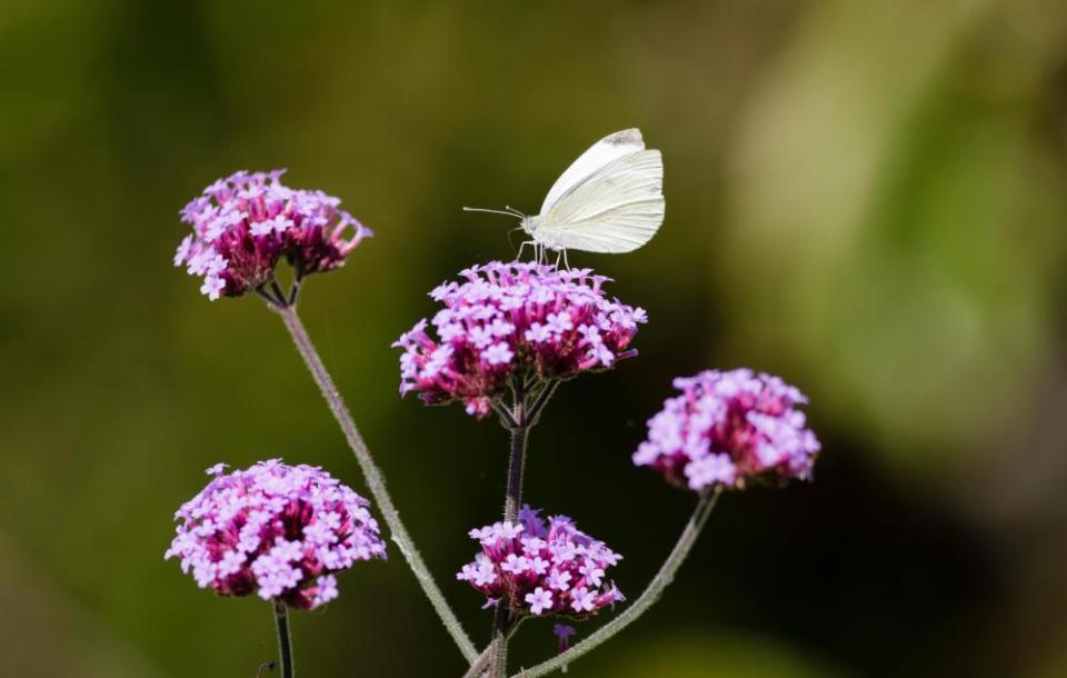 A small white butterfly, one of the most-seen species.