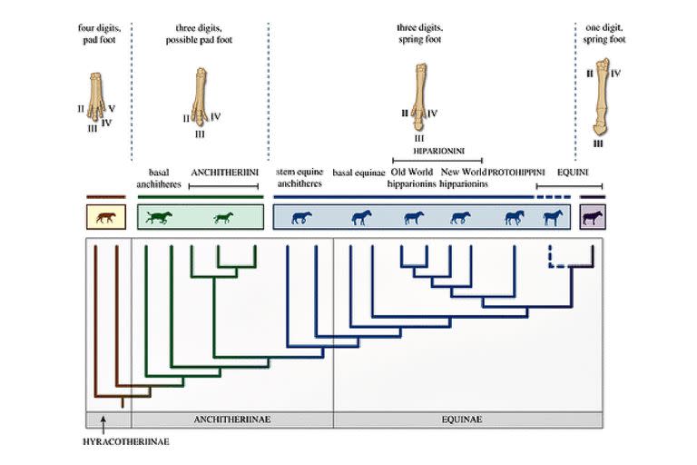 Evolución de los dedos del caballo en un solo casco