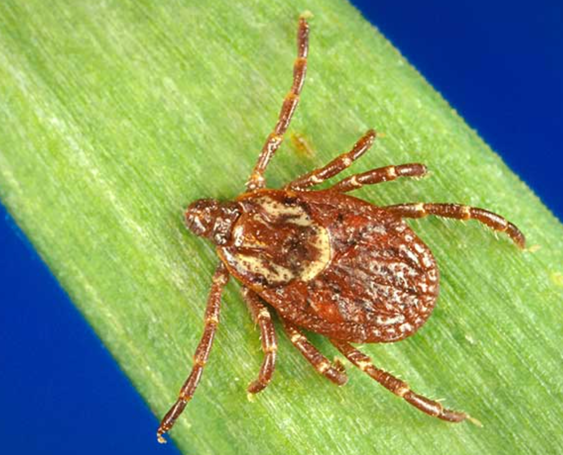 Photo of an adult female American dog tick, Dermacentor variabilis, on a blade of grass.