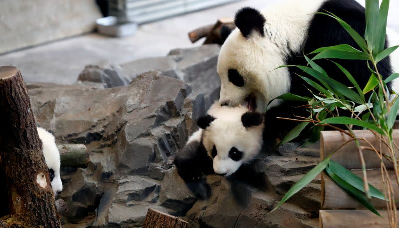 Panda twin cubs Paule (Meng Yuan) and Pit (Meng Xiang) and mother panda Meng Meng are seen during their first appearance in their enclosure at the Berlin Zoo in Berlin