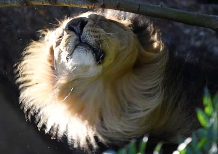 An Asiatic lion shakes his head during the annual weigh-in at London Zoo