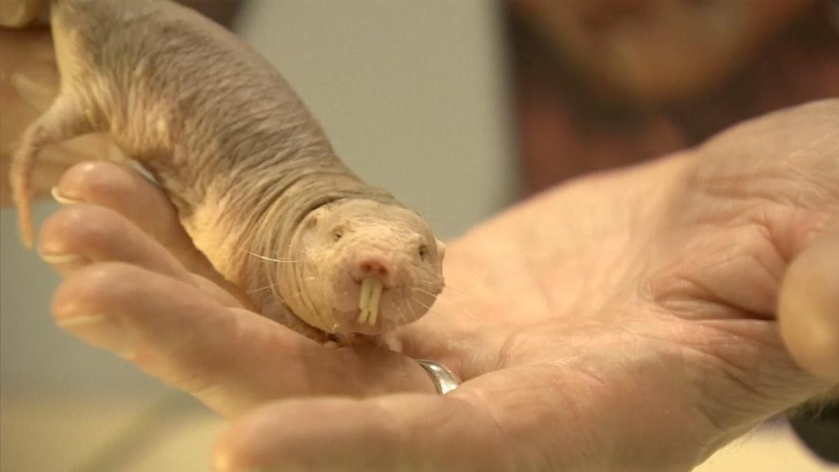 Weird: Naked Mole Rats Don't Die of Old Age