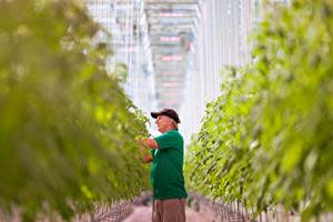 A crop care specialist tends tomato plants at the AppHarvest Richmond, Ky., 60-acre high-tech indoor farm. The farm is officially open and growing Campari brand tomatoes. The first harvest at Richmond is anticipated in early January 2023.