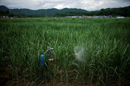 A farmer sprays pesticides at a sugar cane field at a village of Menghai county