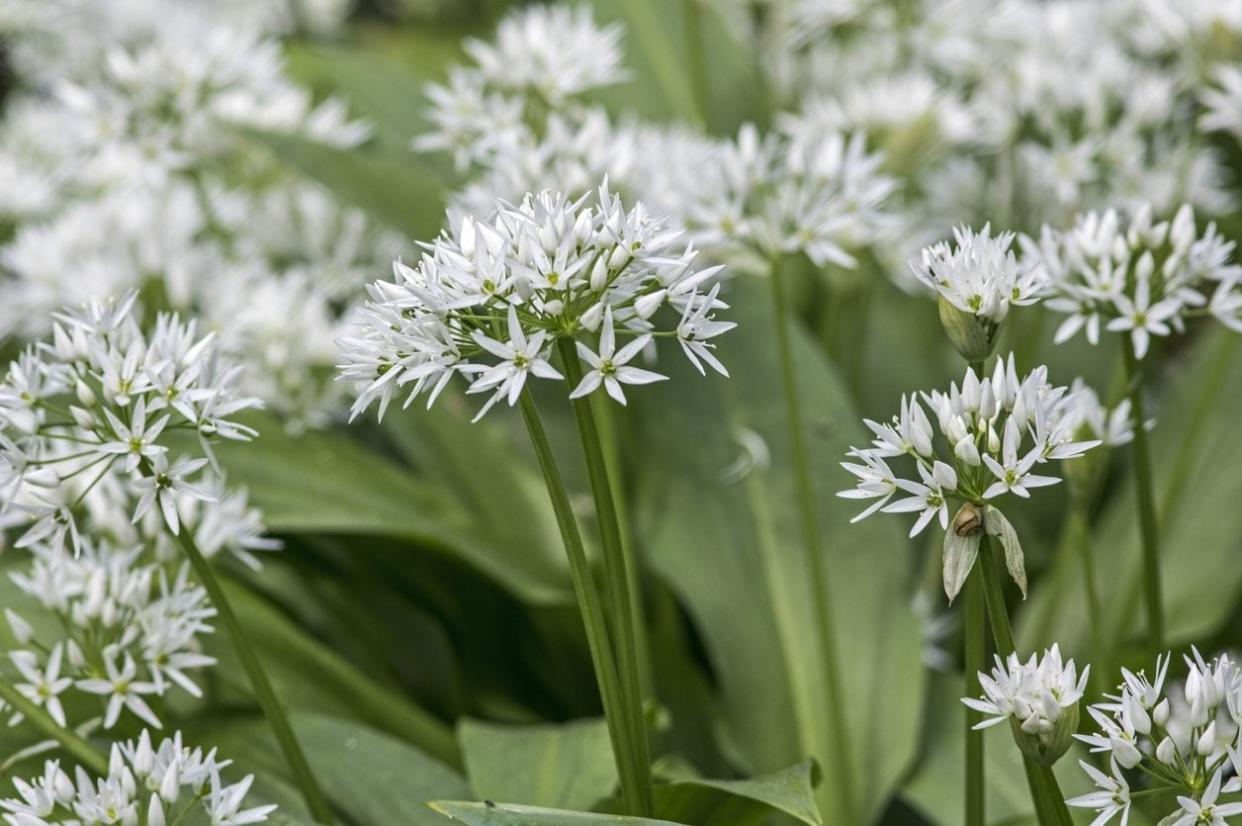  White Petaled Allium Plants. 