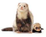 <p>A ferret mother and baby. (Warren Photographic/Mercury Press) </p>