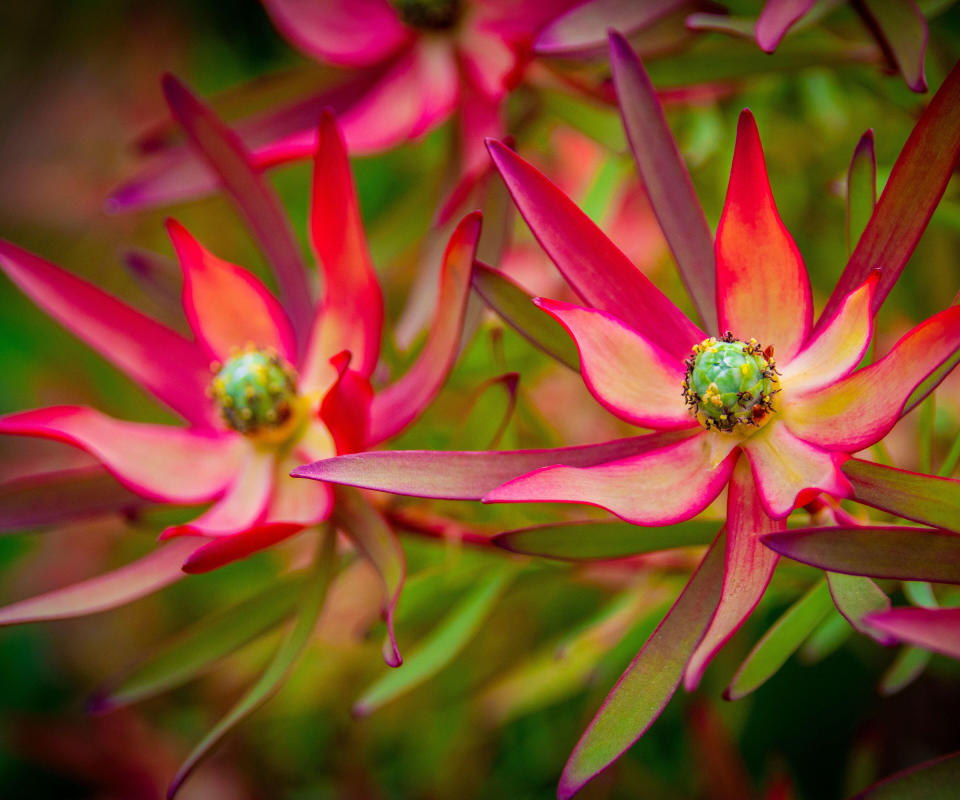 Leucadendron 'Safari Sunset'