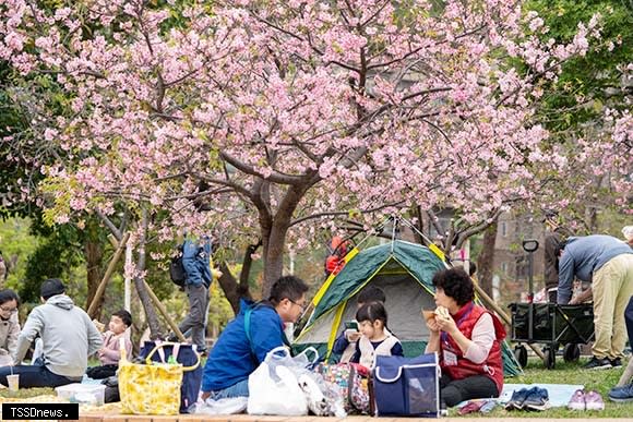 新竹公園櫻花季粉色魅力大爆發，單日吸引近4萬遊客瘋賞櫻。（圖由市府提供）