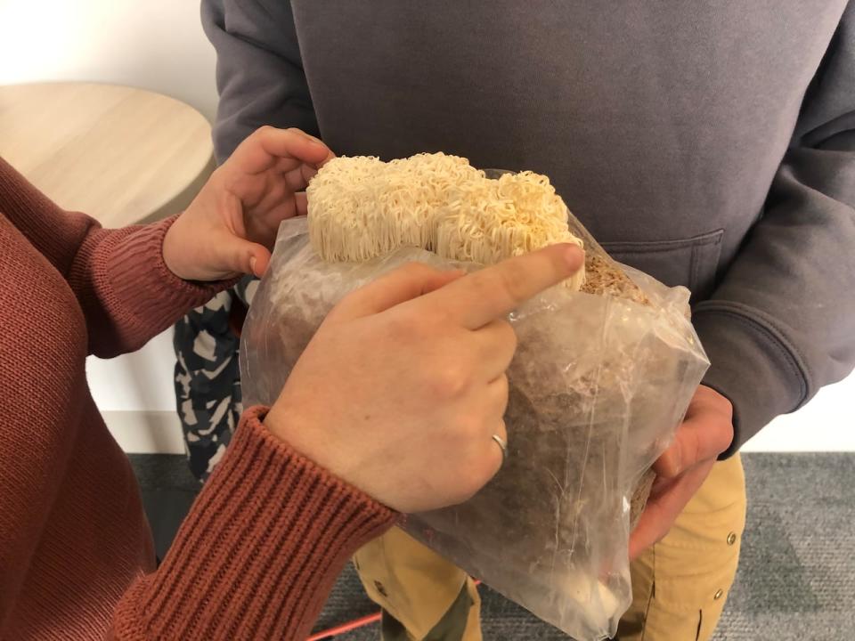 Each lion's mane mushroom kit consists of mycelium and a block of sawdust and bran growing medium cradled in a plastic sack. (Victoria Walton/CBC - image credit)