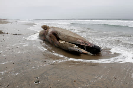 The carcass of a gray whale washed up ashore is seen at a beach in RosarIto, Baja California state, Mexico May 21, 2018. REUTERS/Jorge Duenes/Files