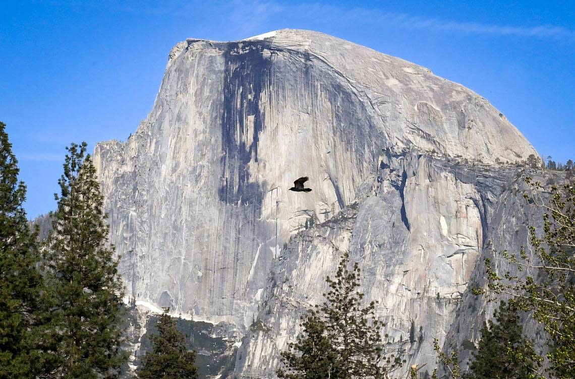 A raven flies in front of Yosemite National Park’s famous Half Dome on a spring day, April 23, 2021.