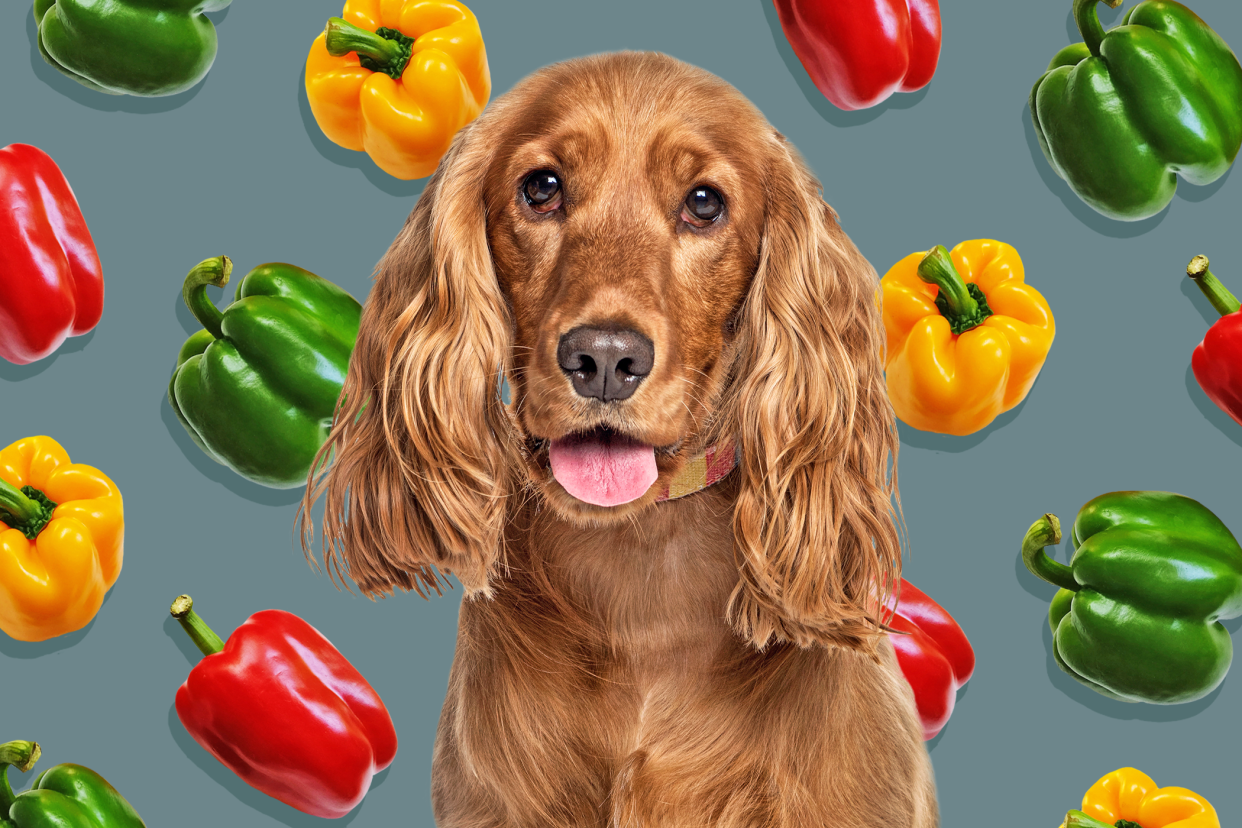 dog with background of bell peppers; can dogs eat bell peppers?