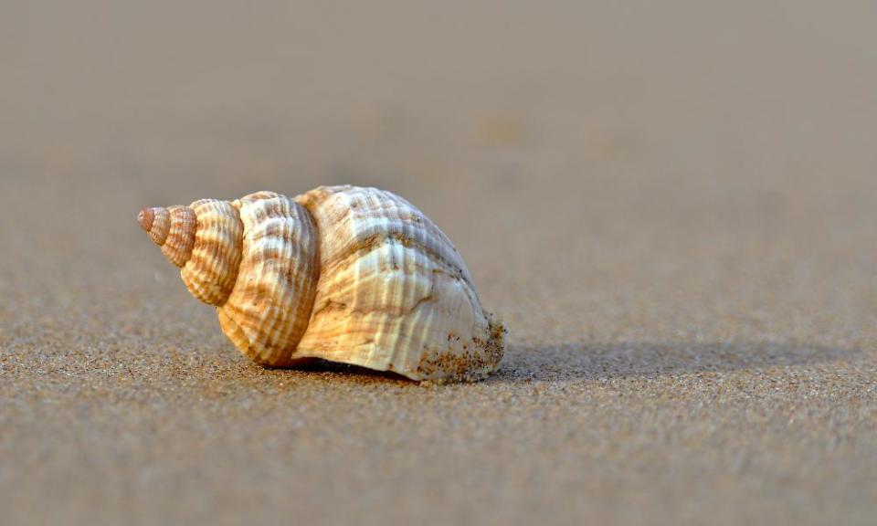 common whelk (Buccinum undatum), Botany Bay Weekend magazine Alys MARCH 6 Oysters A common whelk (Buccinum undatum), a large edible marine gastropod in the family Buccinidae, off Botany Road and Marine Drive on the shoreline of Botany Bay, the Northern most of seven bays in Broadstairs, Kent, England.