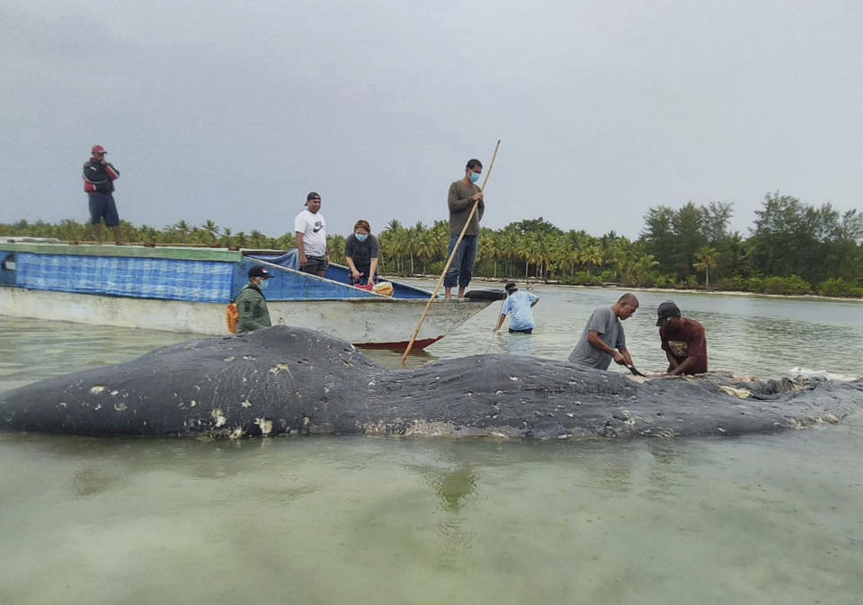 In this undated photo released by Akademi Komunitas Kelautan dan Perikanan Wakatobi (Wakatobi Marine and Fisheries Community Academy or AKKP Wakatobi), researchers collect samples from the carcass of a beached whale at Wakatobi National Park in Southeast Sulawesi, Indonesia. The dead whale that washed ashore in eastern Indonesia had a large lump of plastic waste in its stomach, including drinking cups and flip-flops, a park official said Tuesday, causing concern among environmentalists and government officials in one of the world's largest plastic polluting countries. (Muhammad Irpan Sejati Tassakka, AKKP Wakatobi via AP)