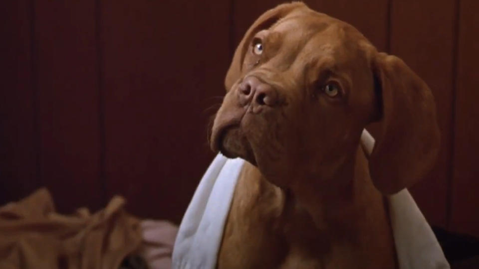 "These Are Simple Rules. No Barking, No Growling, You Will NOT Lift Your Leg To Anything In This House." - Turner & Hooch