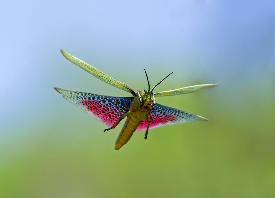 Animals in flight