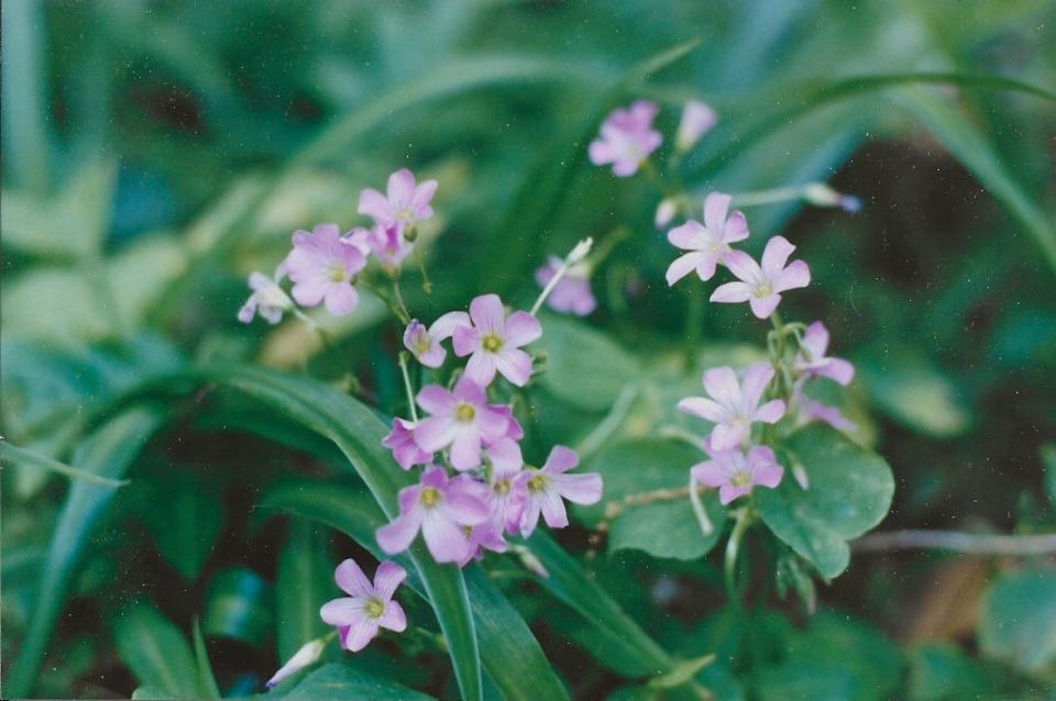 Violet wood sorrel performs best in bright, filtered light and flowers most of the year